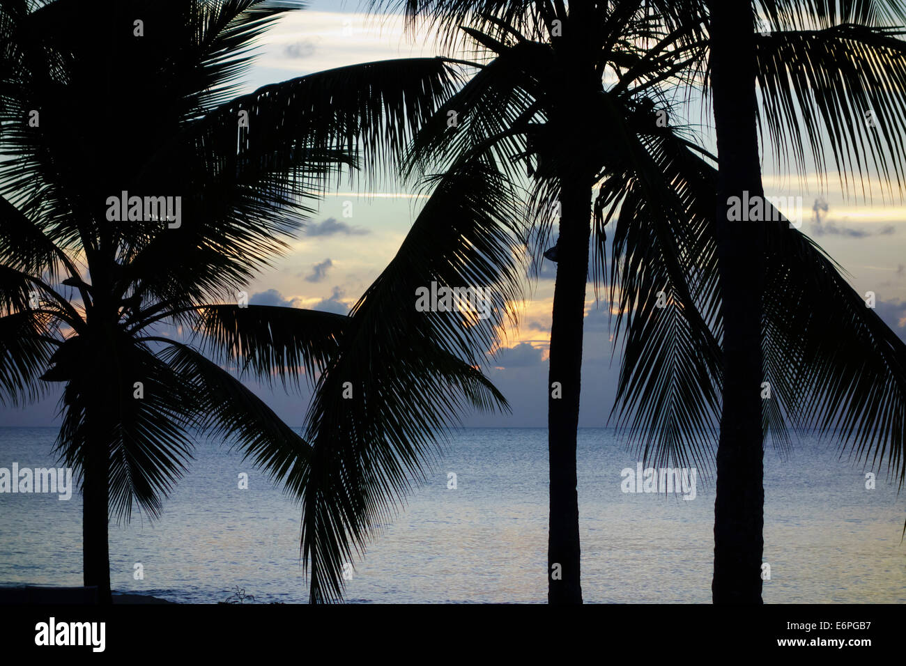 Coconut palms, Cocos nucifera, silhouetted against the Caribbean sea at dusk. Stock Photo