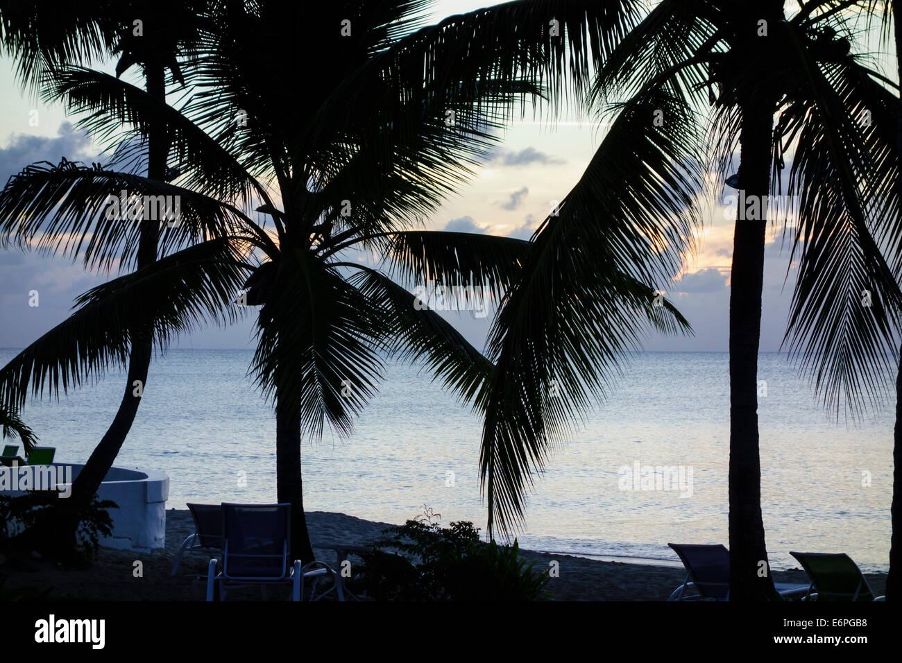 Coconut palms, Cocos nucifera, silhouetted against the Caribbean sea at dusk. Stock Photo