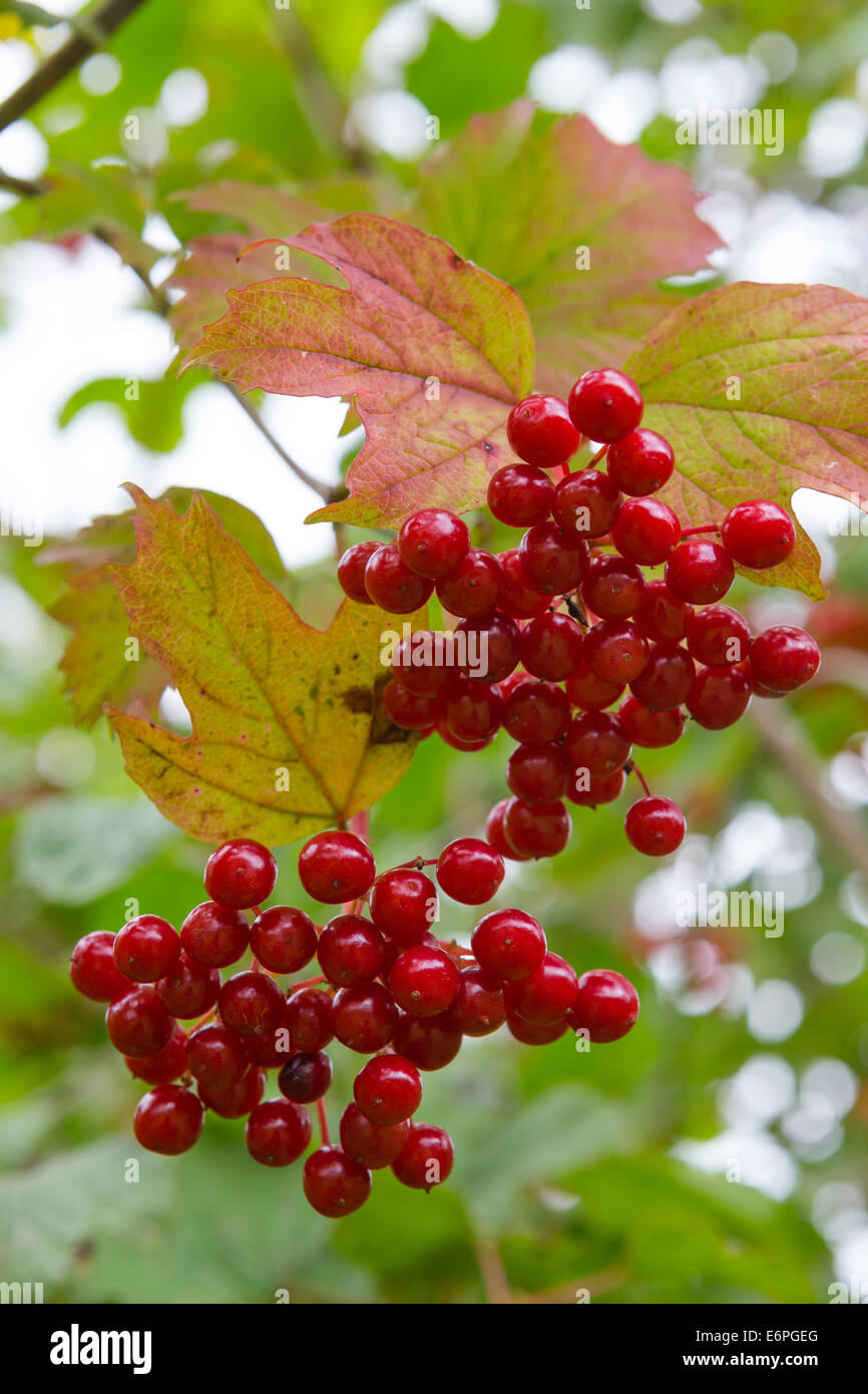 Highbush cranberry (Viburnum trilobum) berries ripen as Autumn approaches at Snowshill Manor in the Cotswolds Stock Photo