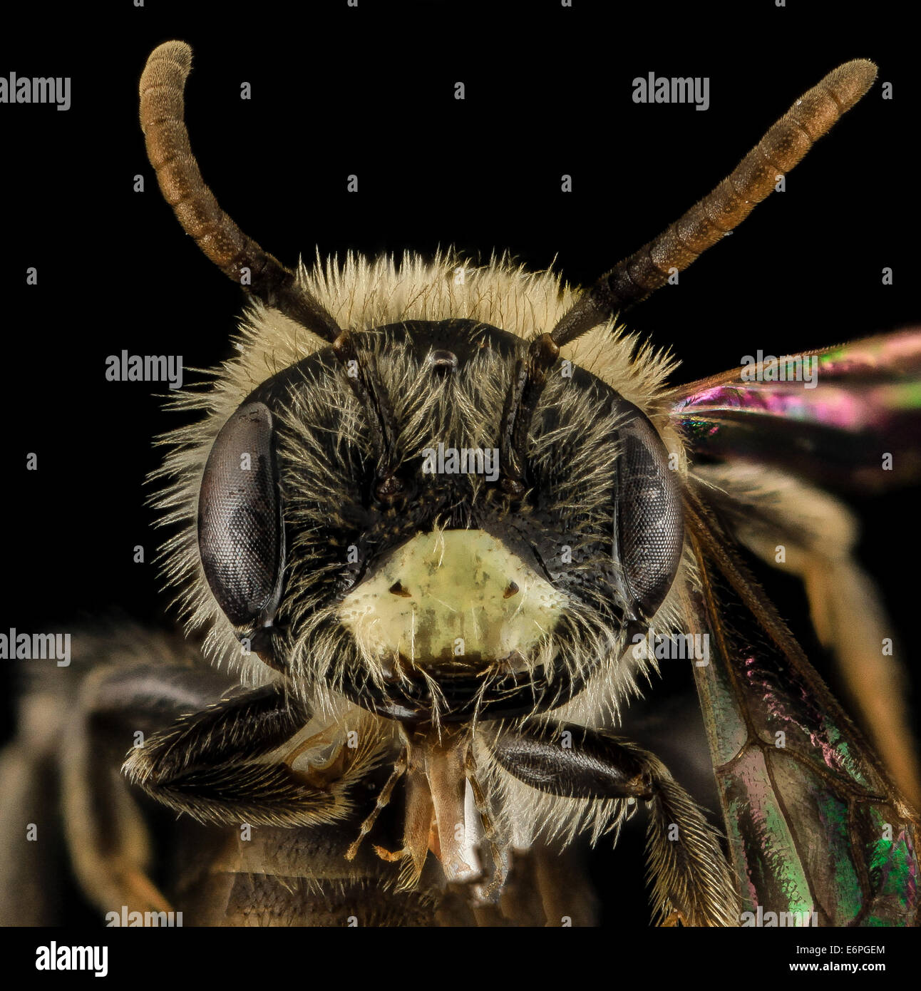 Andrena ziziaformis, M, Face, VA, Giles County 2014-01-31-170050 ZS PMax 12355096103 o Andrena ziziaformis meaning ... of the fo Stock Photo