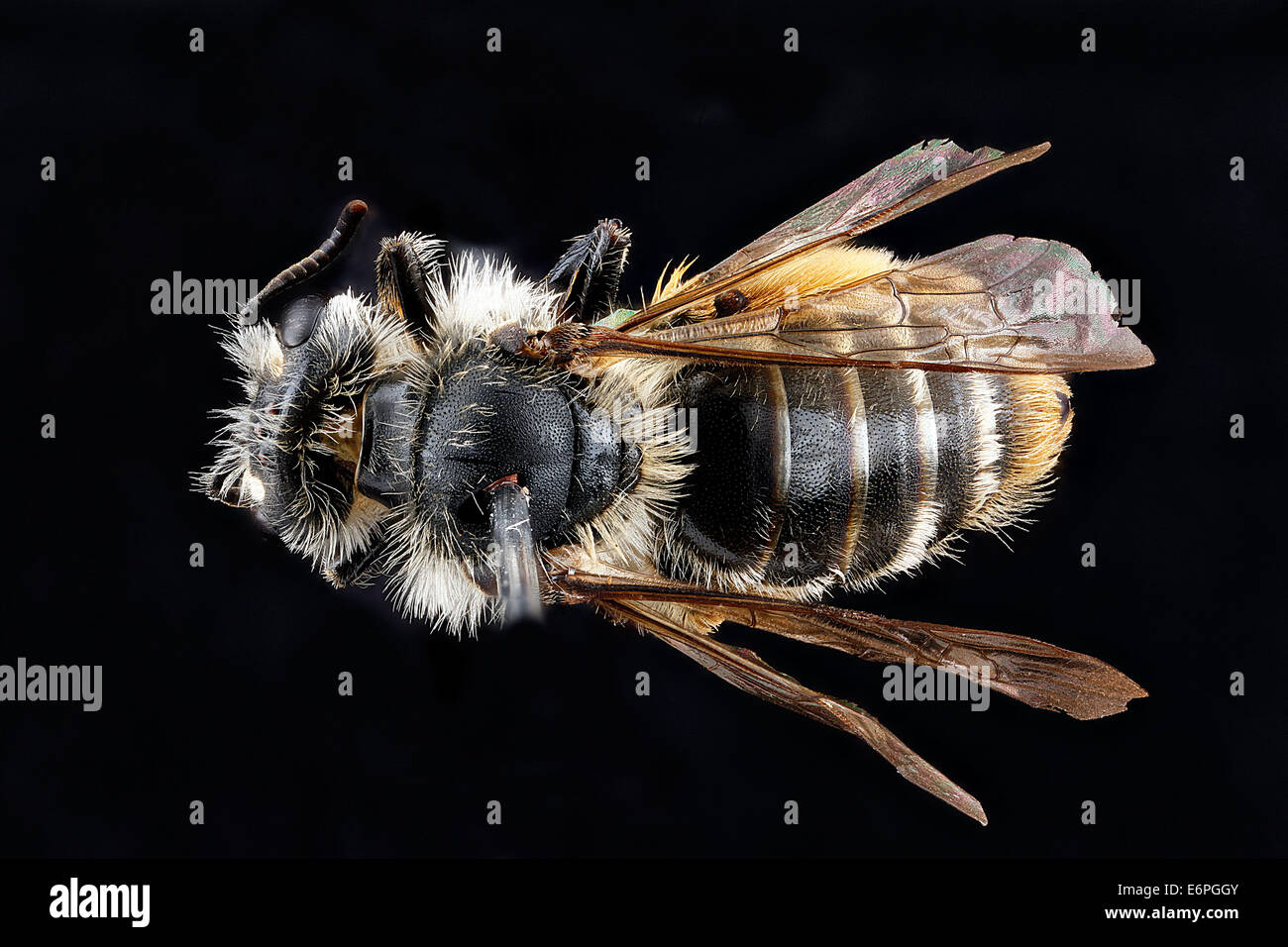 Andrena-gardineri,-female,-back 2012-07-02-155526-ZS-PMax 7493723370 o Stock Photo