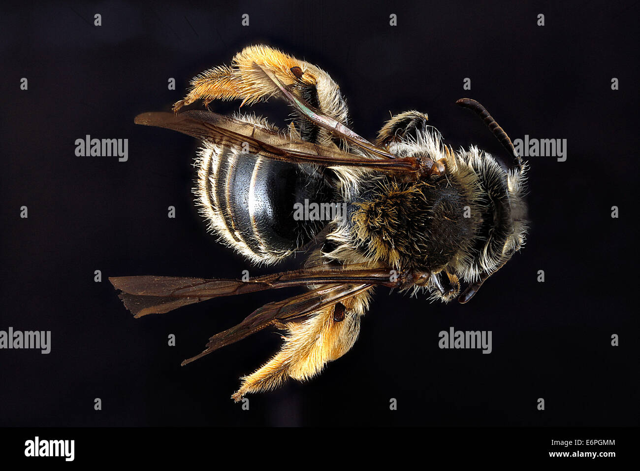 Andrena-gardineri,-female,-back 2012-07-16-154124-ZS-PMax 7632242372 o Stock Photo