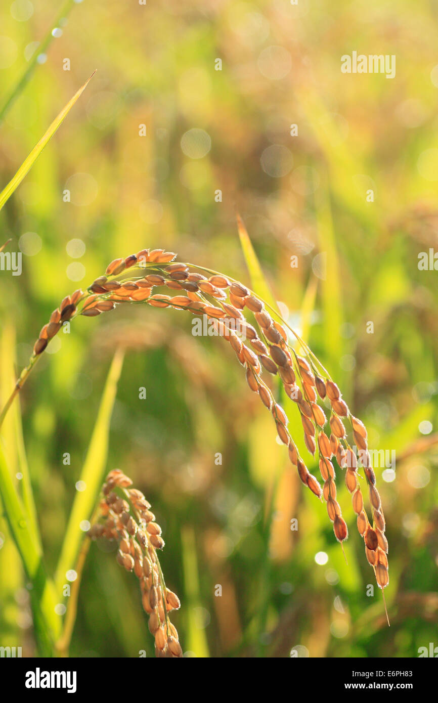 Wet Rice Cultivation Stock Photos & Wet Rice Cultivation Stock Images