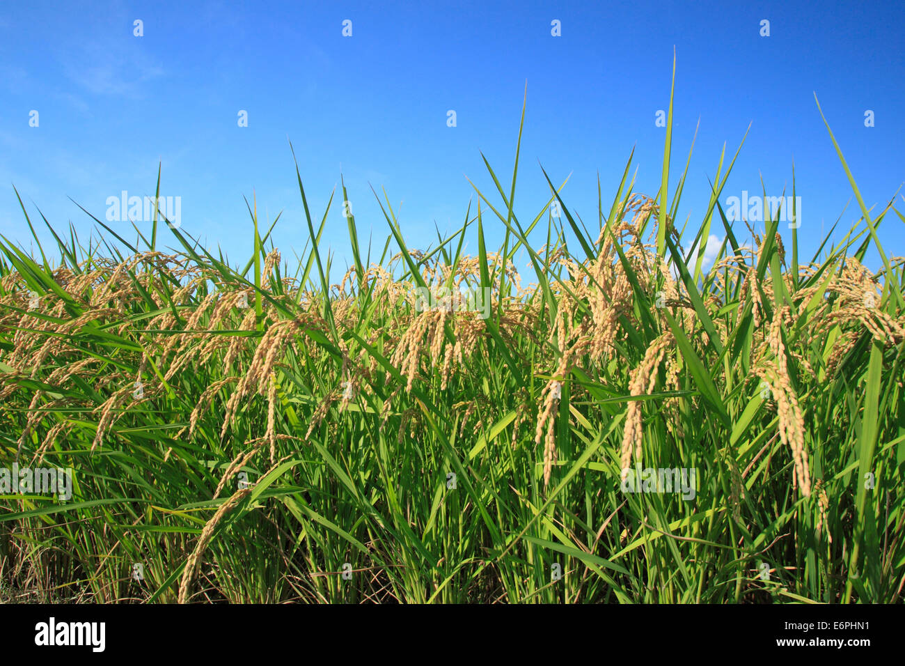 Rice field and blue sky in Japan Stock Photo - Alamy