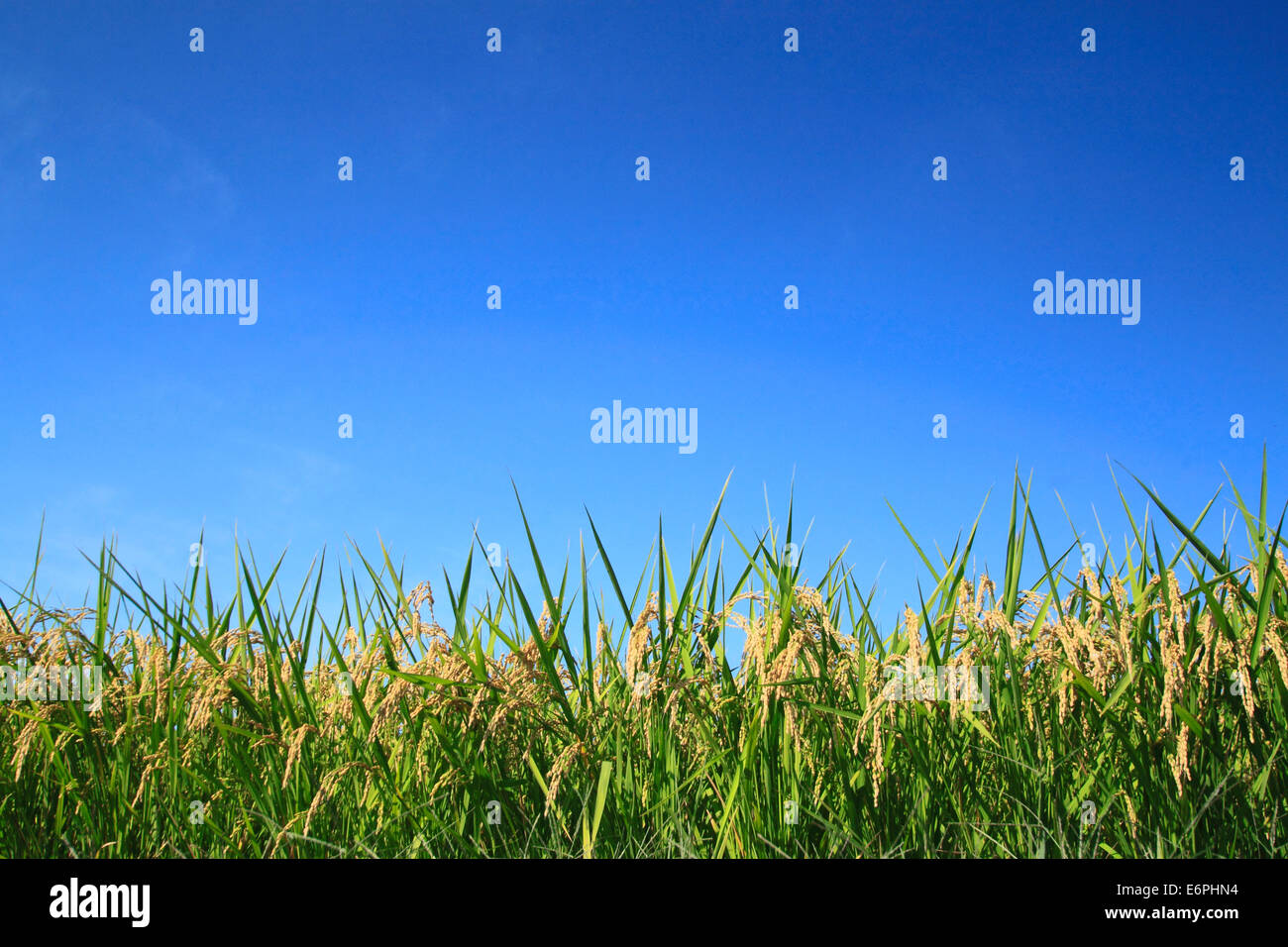Rice field and blue sky in Japan Stock Photo - Alamy