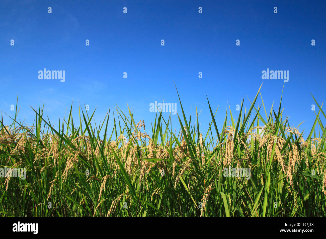 Rice field and blue sky in Japan Stock Photo - Alamy