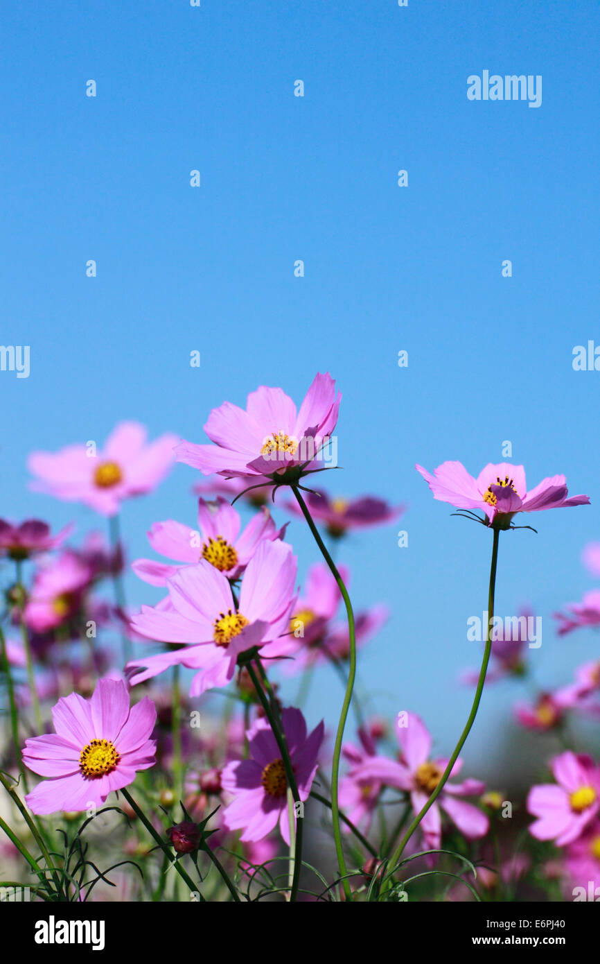 Beautiful cosmos flowers hi-res stock photography and images - Alamy