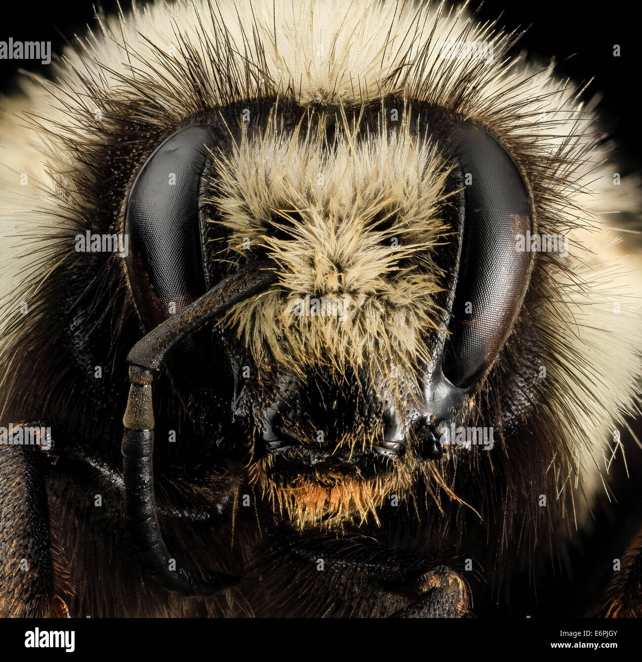 picture Bumblebee Insect Face https www alamy com stock photo bombus bifarius f face mt flathead co 2014 04 03 112603 zs pmax 14061491933 73026939 html