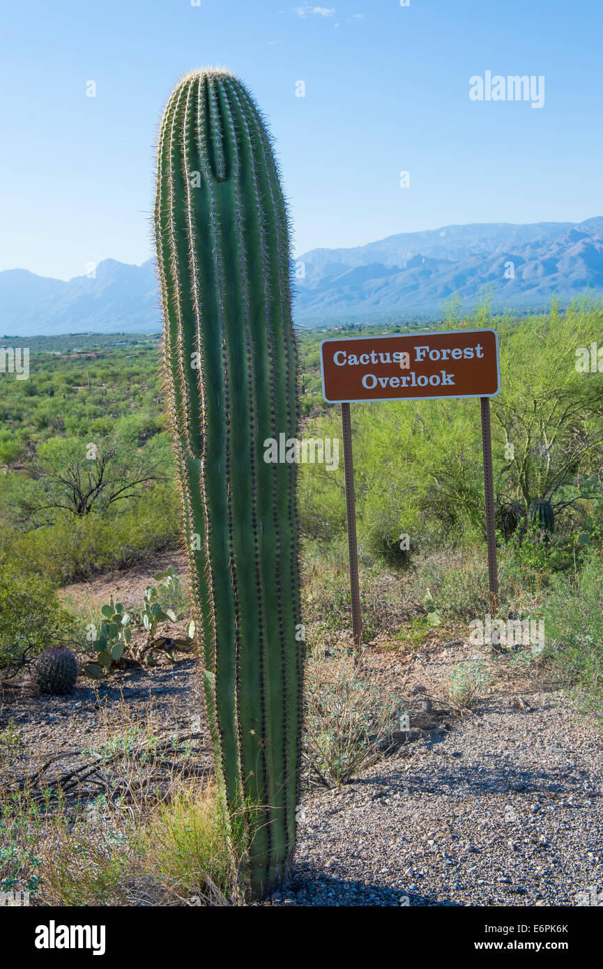 Giant Saguaro cactus in Sonoran desert in southern Arizona Stock Photo ...