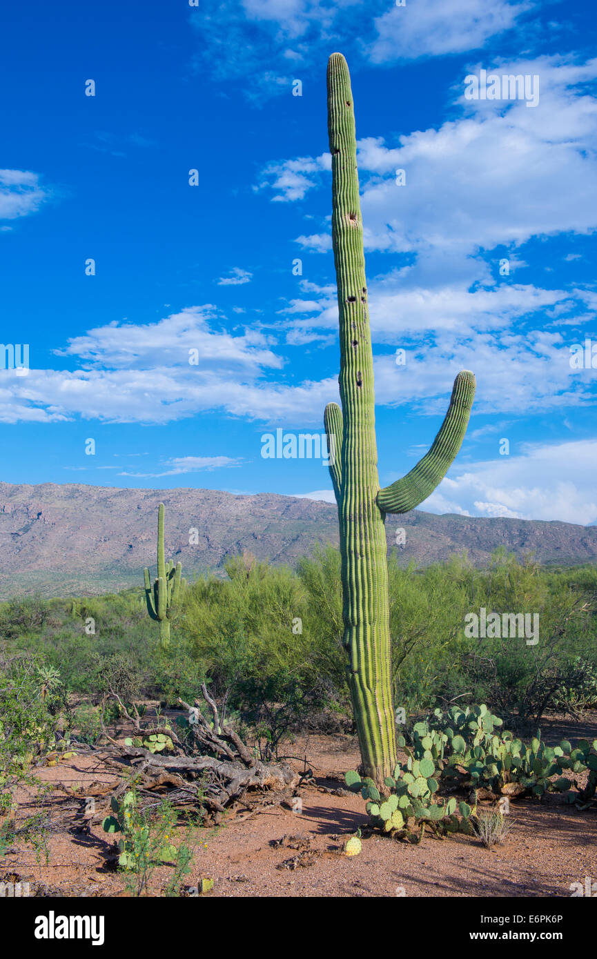 Giant Saguaro cactus in Sonoran desert in southern Arizona Stock Photo ...