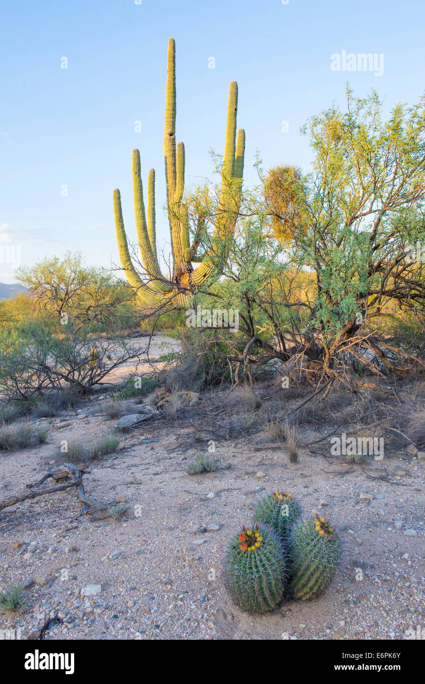 Giant Saguaro cactus in Sonoran desert in southern Arizona Stock Photo ...