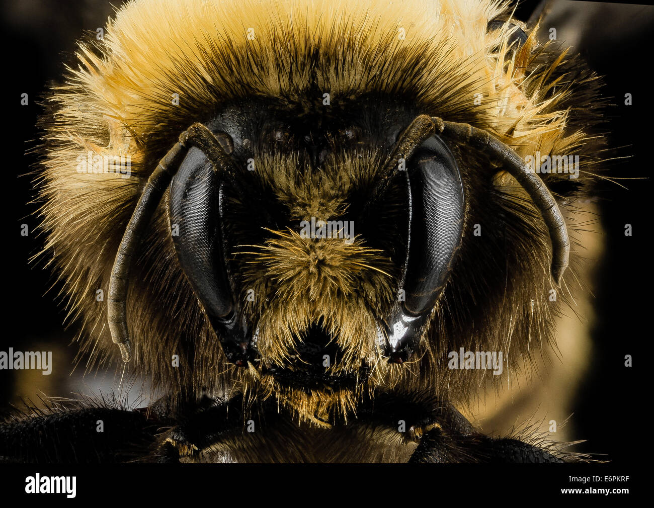 Bombus occidentalis, F, Face, Utah Co, Utah 2014-01-10-152223 ZS PMax 12250840435 o What a lovely face.  This bumblebee species  Stock Photo