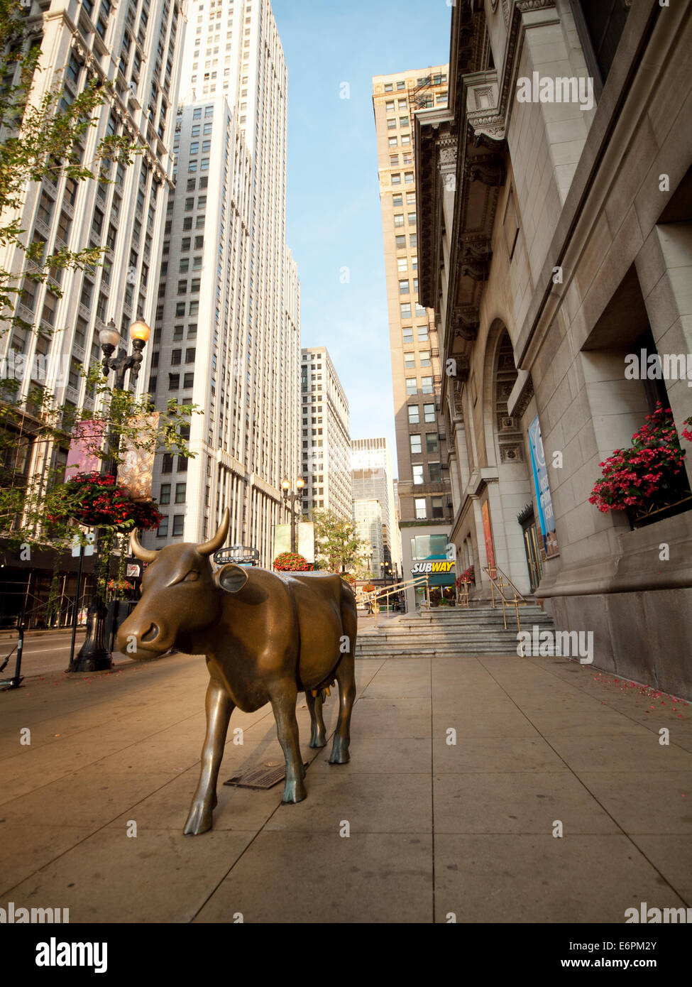 A statue of a cow at the Chicago Cultural Center, commemorating the city's 1999 participation in the CowParade art exhibit. Stock Photo
