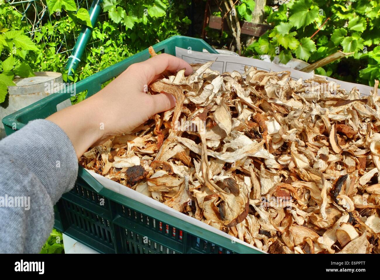 Dabrowa, Poland 28th, August 2014 Woman working in the mushroom drier in the Dabrowa village in the Bory Tucholskie forest. Picking mushrooms and selling them, is a popular way to make some money in poor areas of Poland where unemployment reaches 30%. Dried mushrooms are 10 times more expensive than normal. © Michal Fludra/Alamy Live News Stock Photo