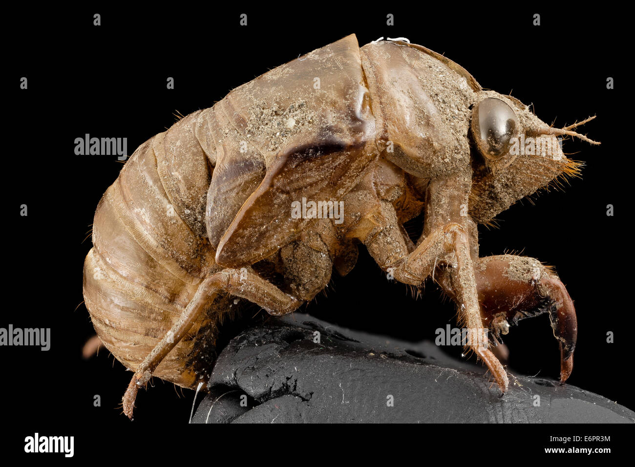 Cicada, shell, upper marlboro, md 2014-07-10-195712 ZS PMax 14477992698 o Roooooarrrrrr!, Danger, creature from the black lagoon Stock Photo