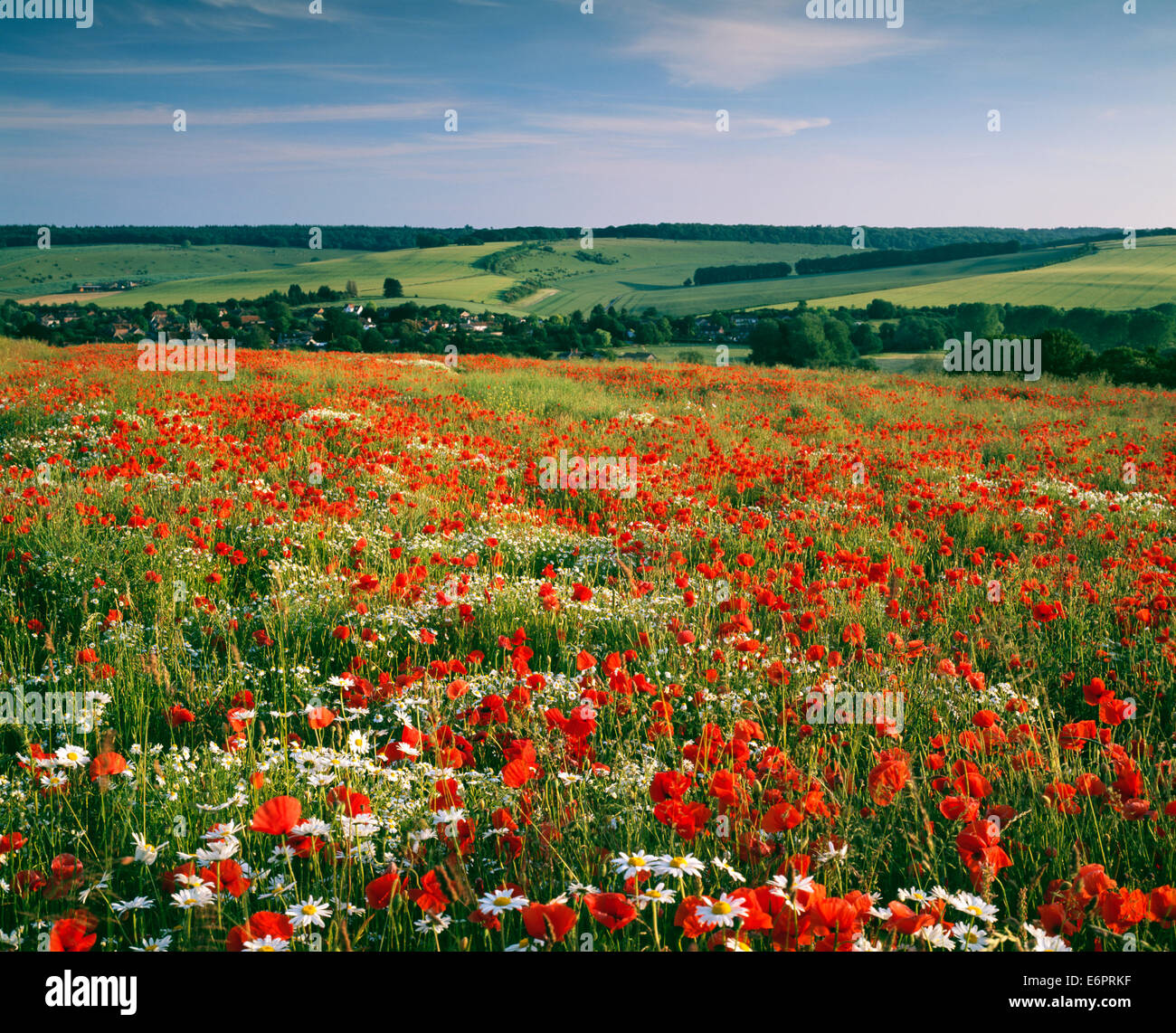 Field poppies and ox-eye daisies growing on a hillside near Great Wishford in Wiltshire, England. Stock Photo