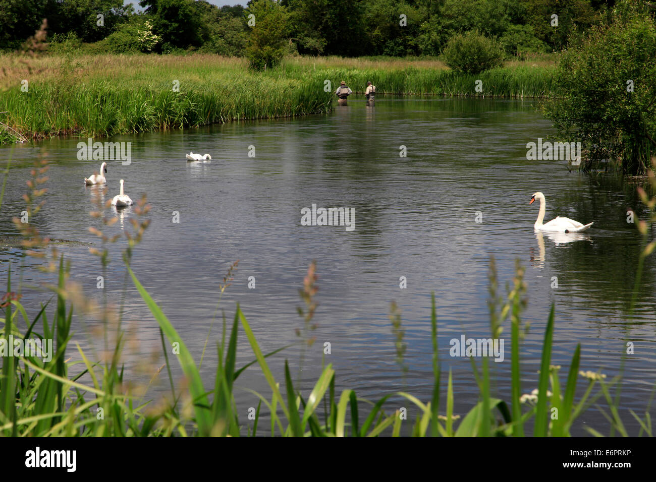 The River Wylye near the village of Great Wishford in Wiltshire, England. Stock Photo