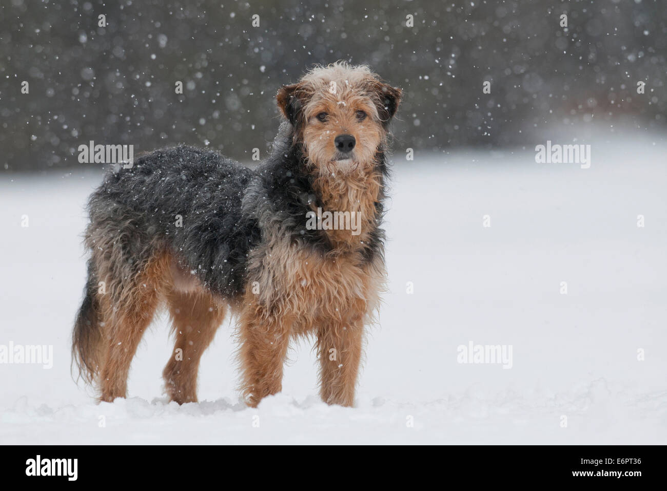 Bosnian Coarse Haired Hound Mongrel Standing In The Snow Stock Photo Alamy
