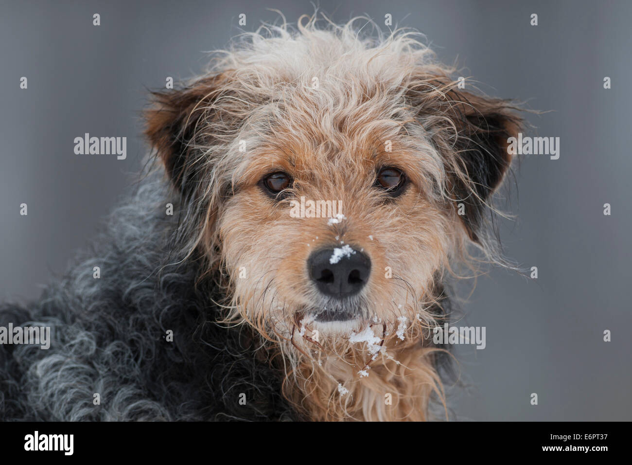 Bosnian Coarse-haired Hound, mongrel, portrait with snow Stock Photo