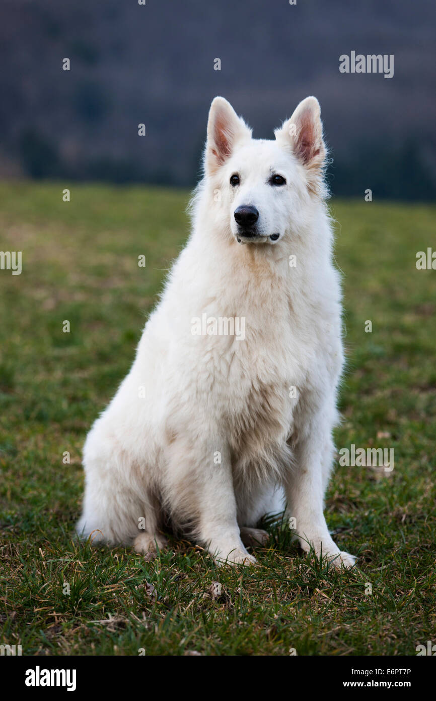 White Shepherd, male, Austria Stock Photo - Alamy