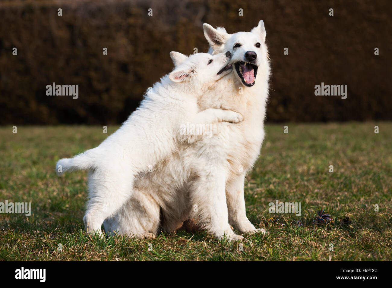 White Shepherds, puppy and male playing, Austria Stock Photo