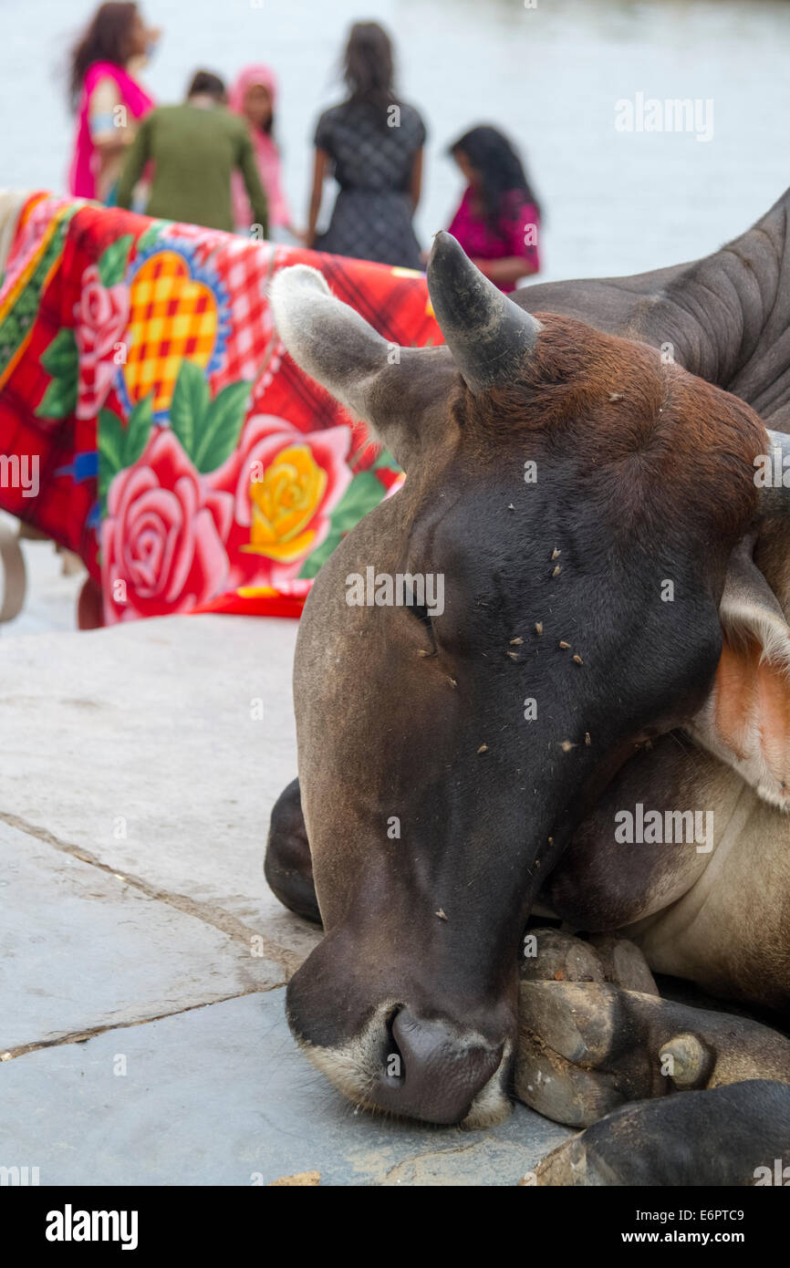 Cow resting in a street scene with women washing in the background at Lake Udaipur, Udaipur, Rajastan, India Stock Photo