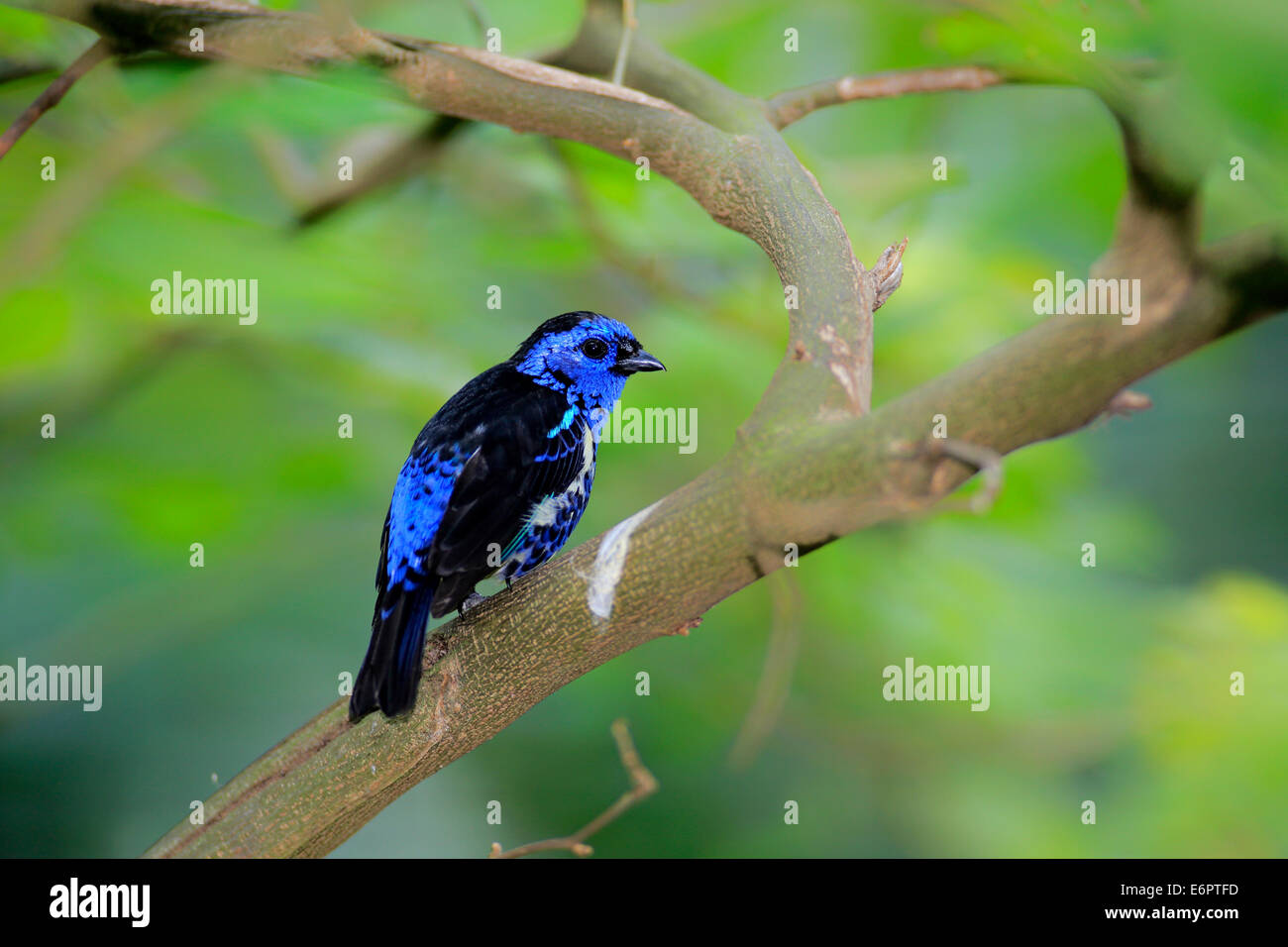 Turquoise Tanager (Tangara mexicana), adult, male, perched, Florida, United States Stock Photo