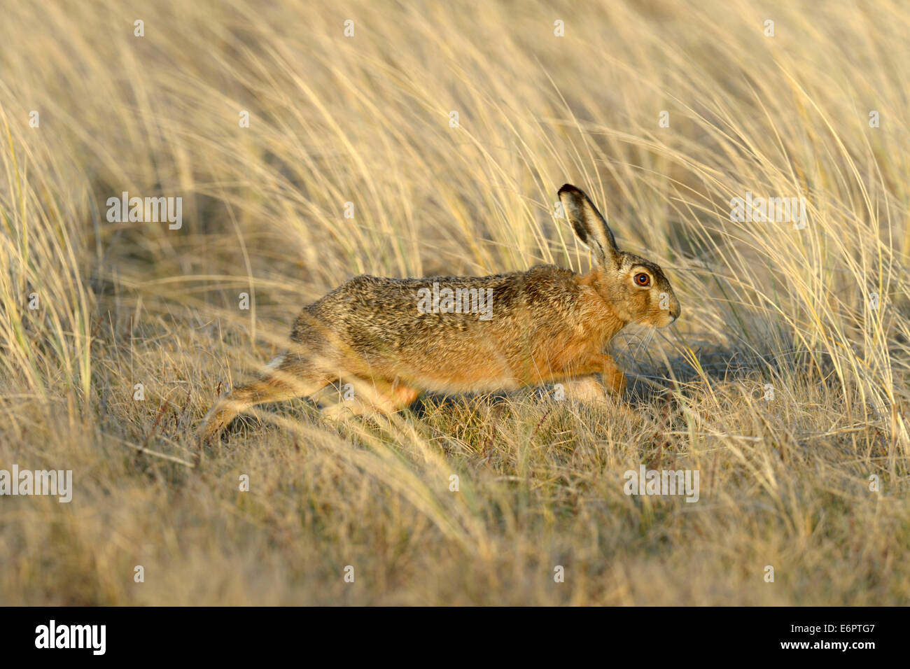 European Hare (Lepus europaeus), running in the tall marram grass, Dunes of Texel National Park, Texel, West Frisian Islands Stock Photo