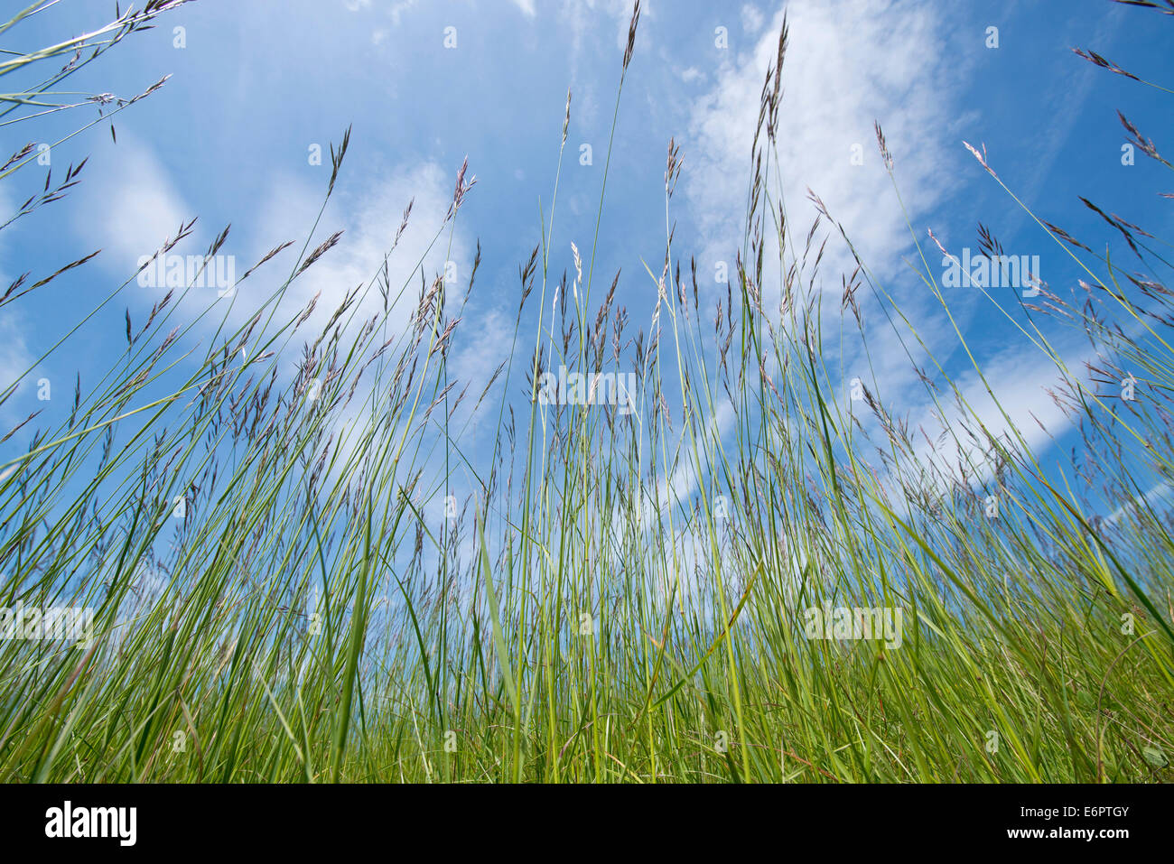 Flowering Grasses (Poaceae), Thuringia, Germany Stock Photo