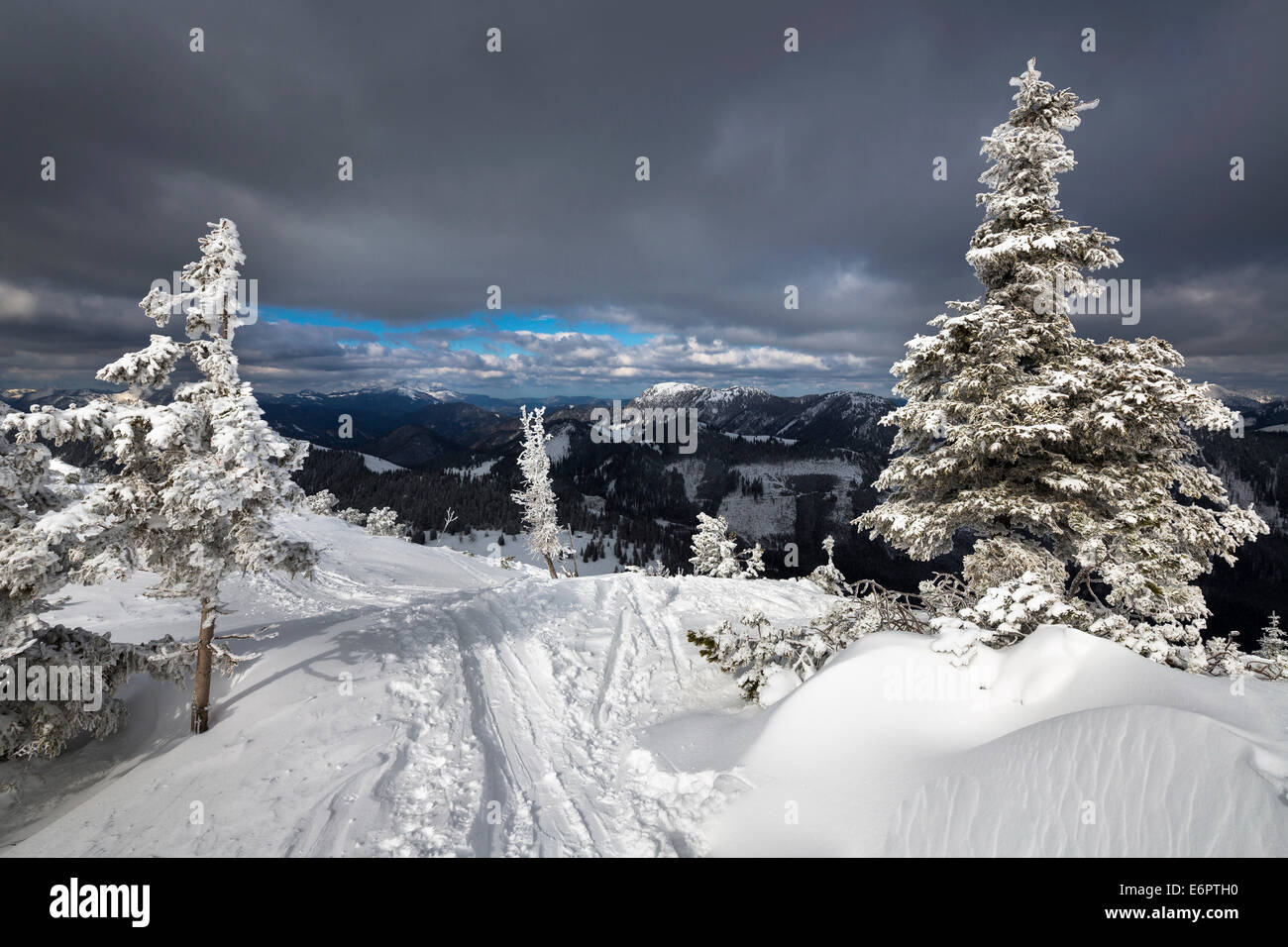 Snow-covered Mountain Pines (Pinus mugo) with a ski touring trail, Mt Wildkamm, Niederalpl, Mürzsteg Alps, Styria, Austria Stock Photo
