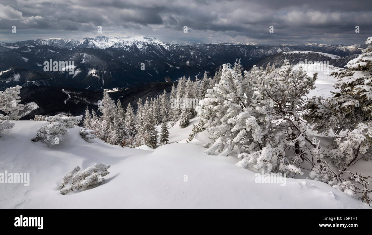 Hochschwab Range with a winter forest covered in deep snow, Mt Wildkamm, Mürzsteg Alps, Styria, Austria Stock Photo