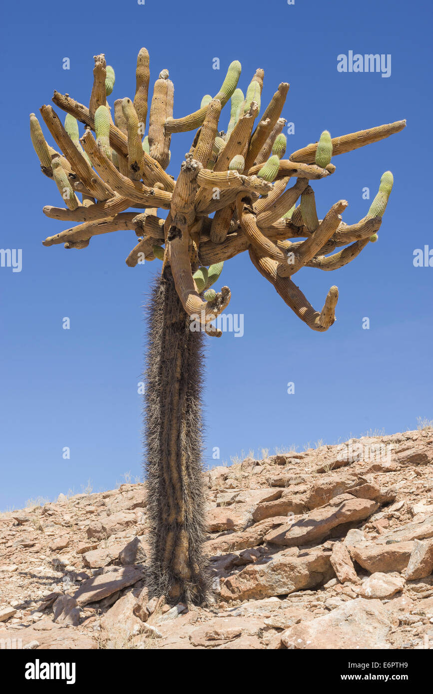 Candelabra Cactus (Browningia candelaris), Arica y Parinacota Region, Chile Stock Photo