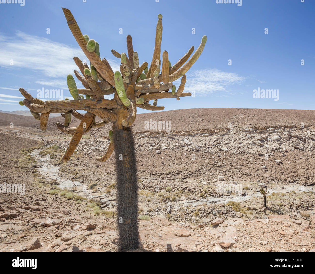 Candelabra Cactus (Browningia candelaris), Arica y Parinacota Region, Chile Stock Photo