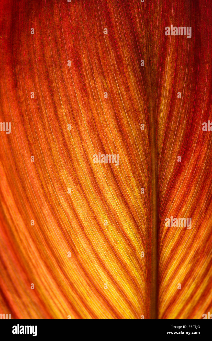 Red-orange coloured leaf in backlight, leaf structure, detail Stock Photo