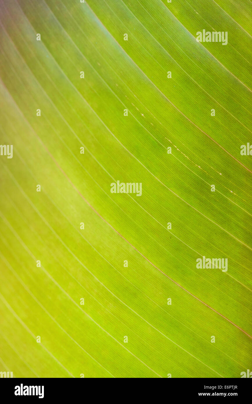 Bright green banana leaf, from below, leaf structure, detail Stock Photo