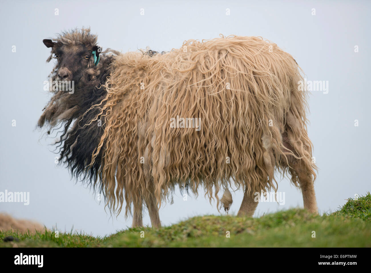 Sheep, Mykines, Faroe Islands, Denmark Stock Photo
