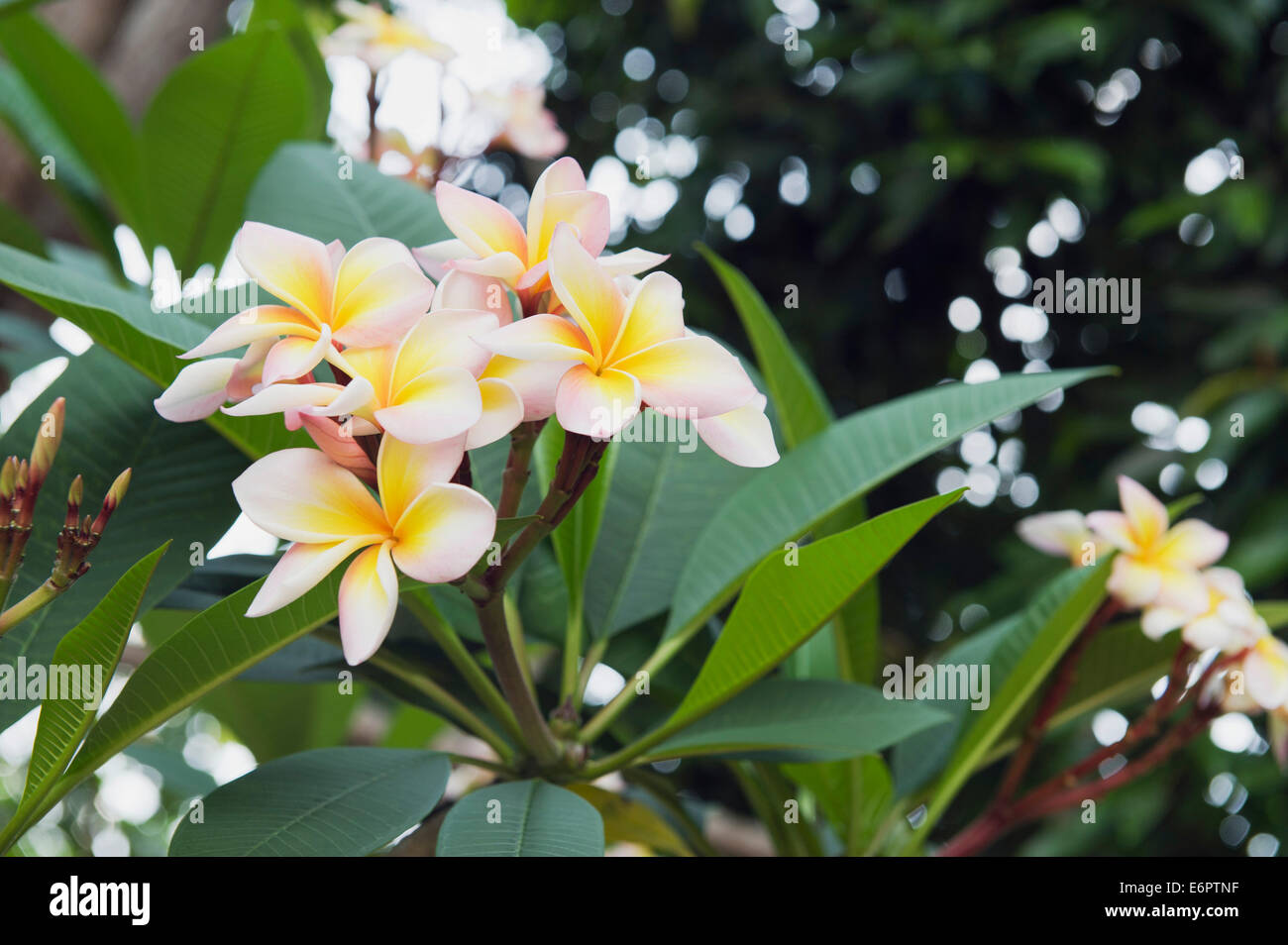 Frangipani flowers (Plumeria), Ko Samui, Thailand Stock Photo