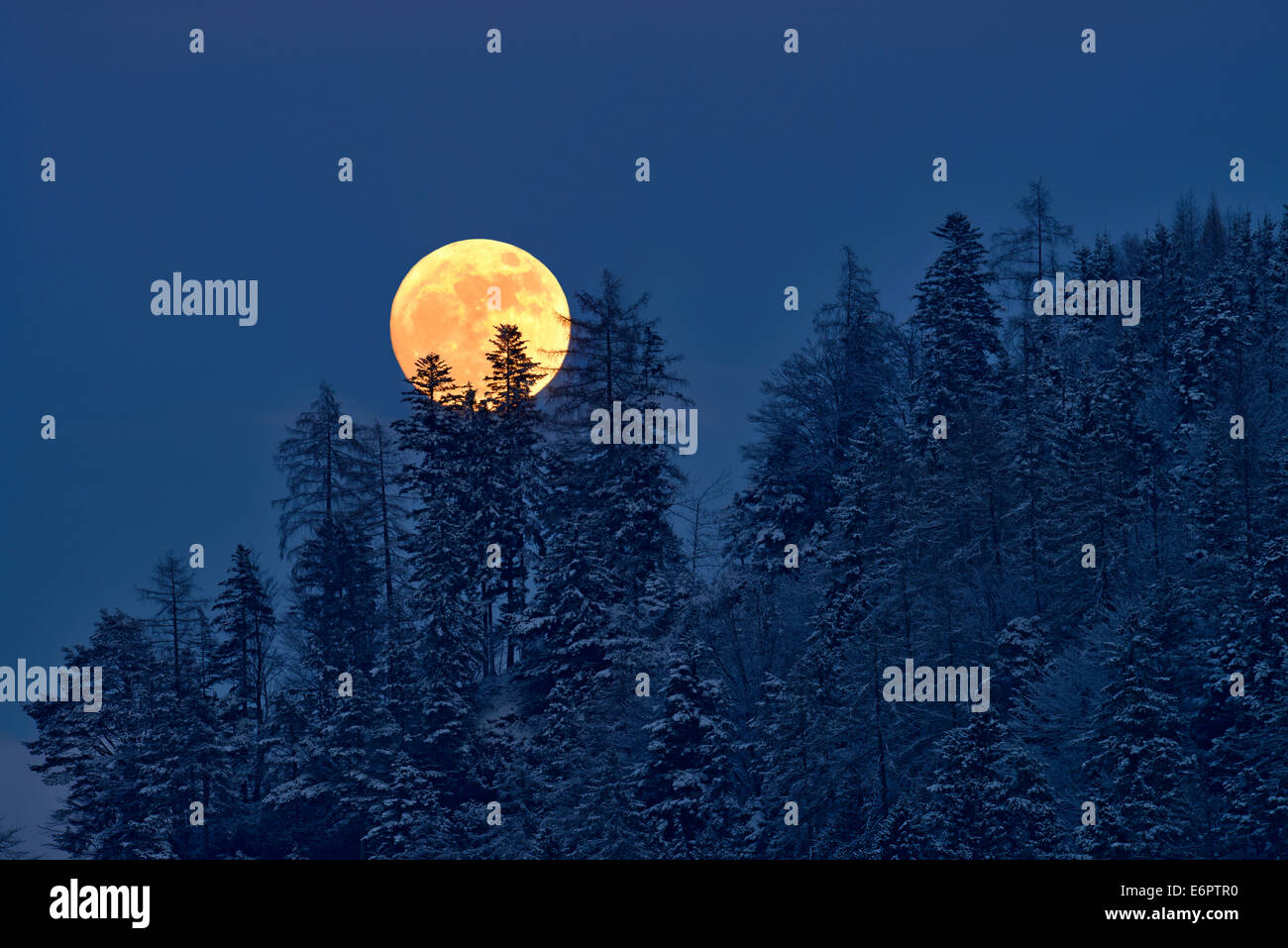 The full moon rising over a winter forest, Tyrol, Austria Stock Photo