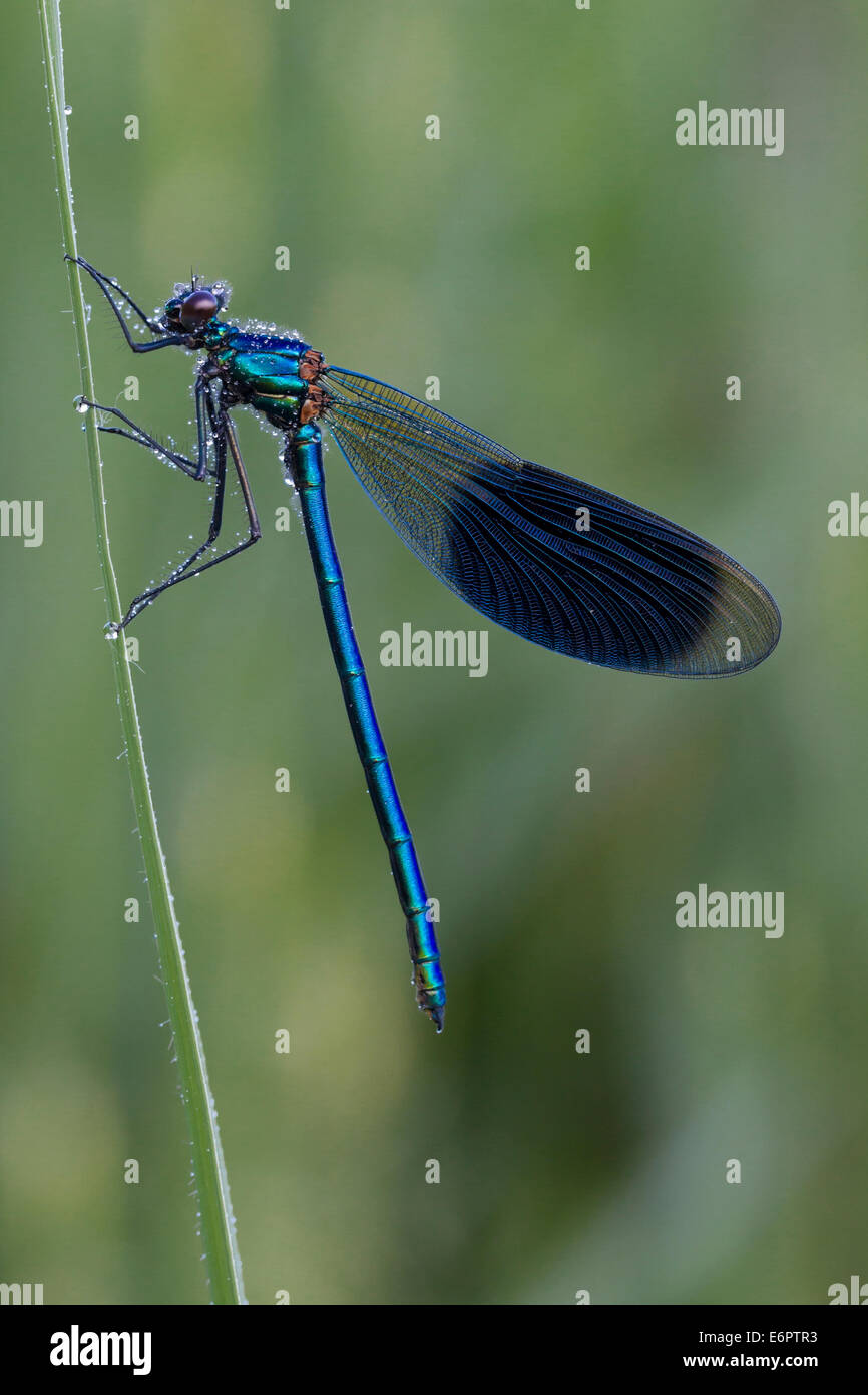 Banded Demoiselle Calopterygidae Calopteryx splendens Gebaenderte Prachtlibelle Stock Photo