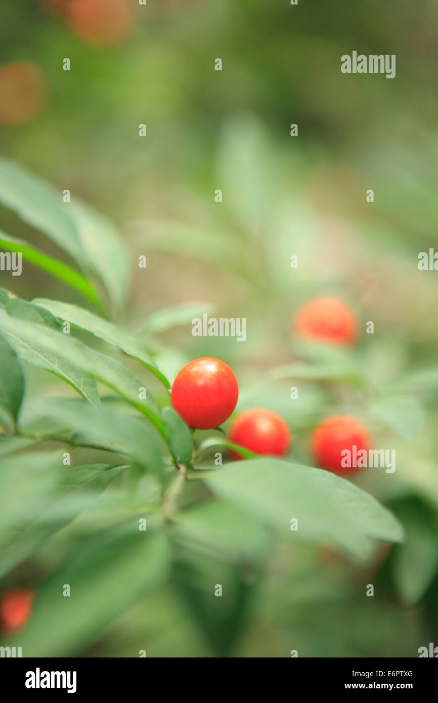 Jerusalem cherry solanum pseudocapsicum hires stock photography and