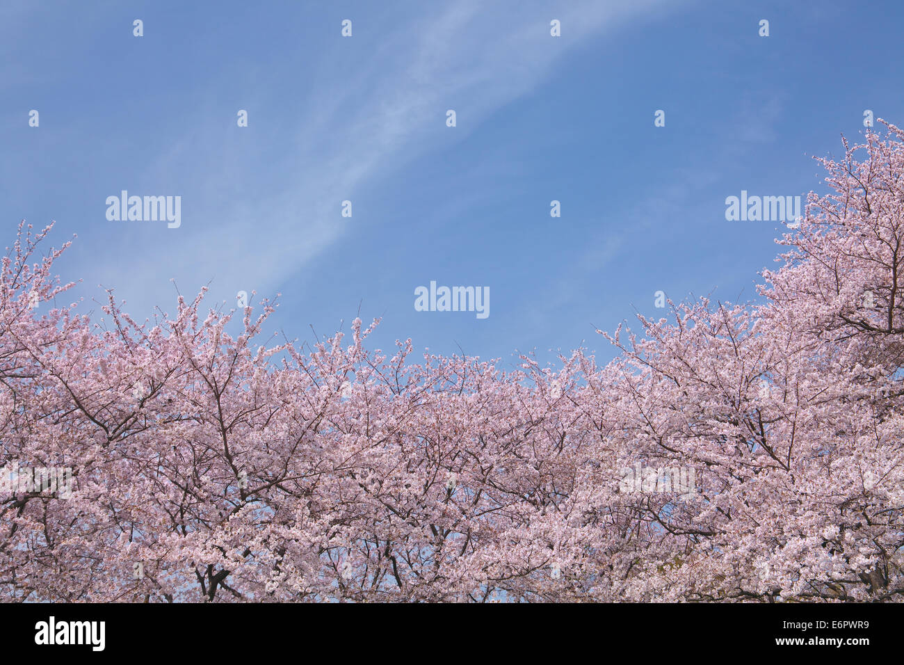 Cherry blossom remains hi-res stock photography and images - Alamy