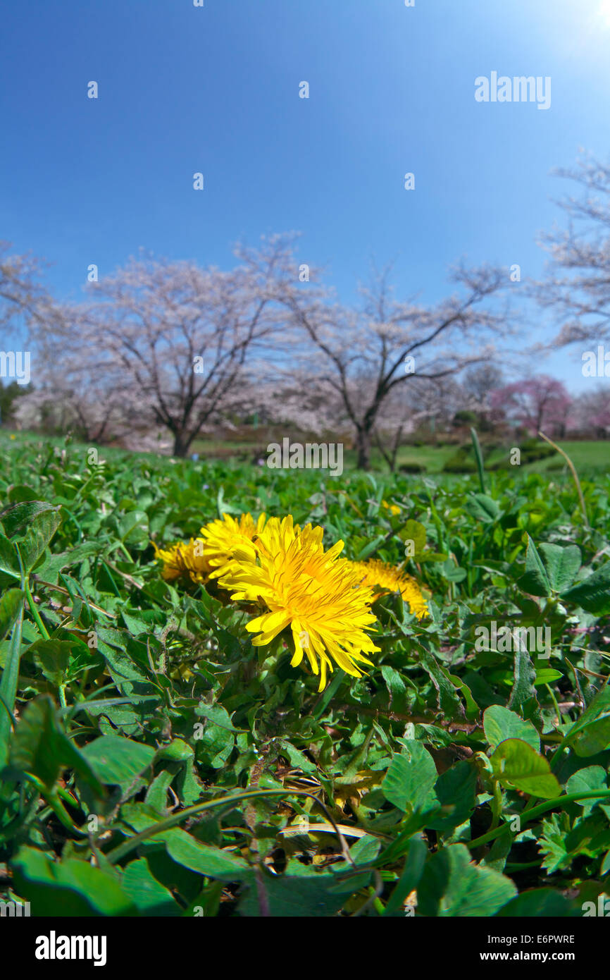 Dandelions cherry tree hi-res stock photography and images - Alamy