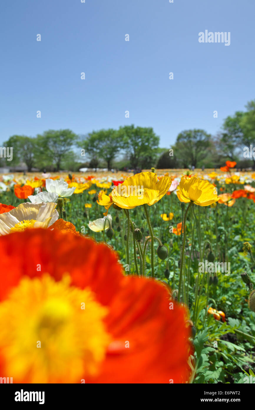 Huge poppy field hi-res stock photography and images - Alamy