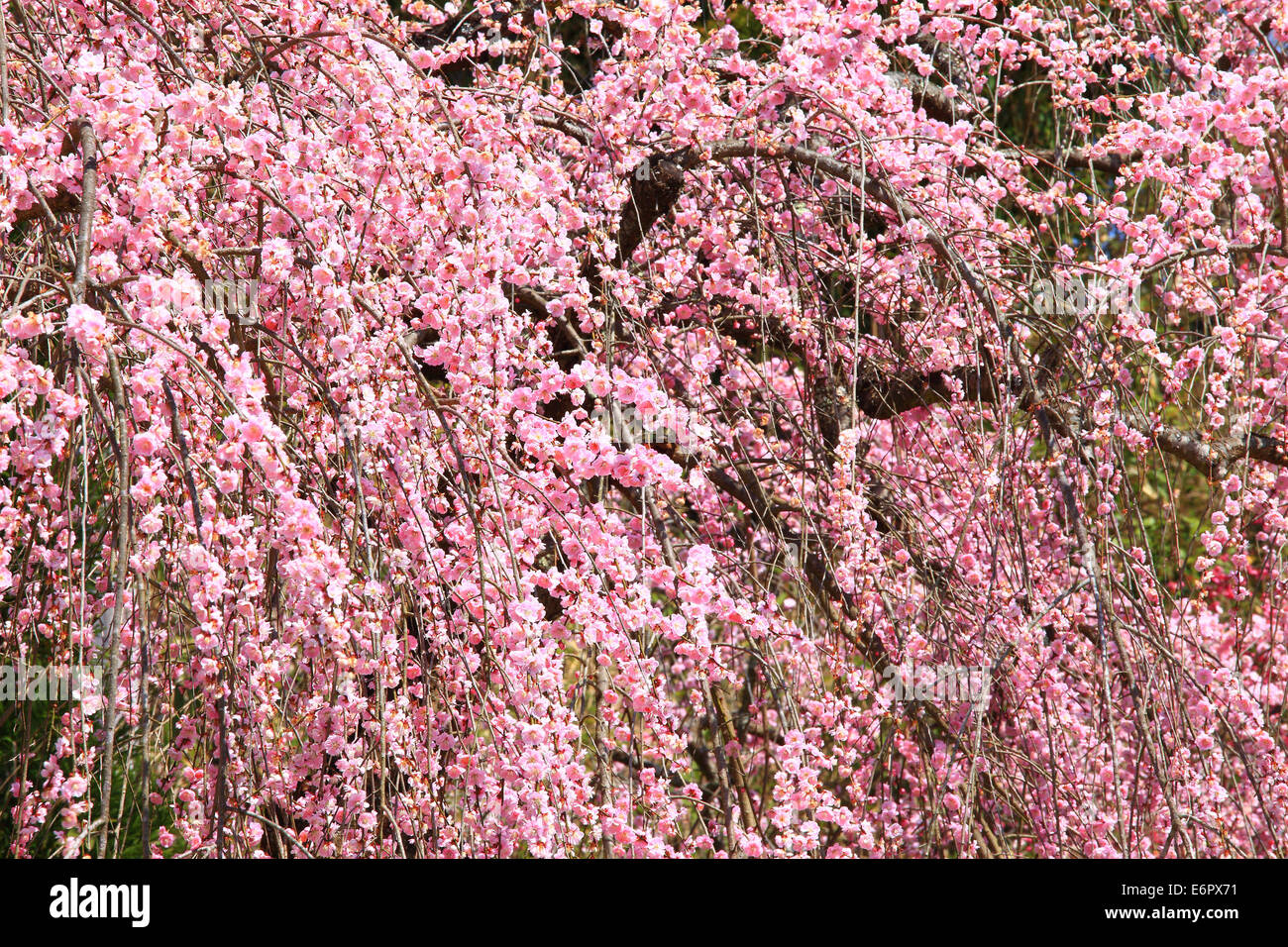 Nara Plant High Resolution Stock Photography and Images Alamy