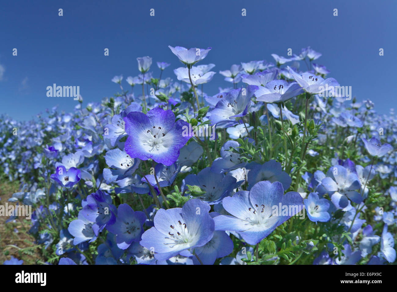 Ibaraki Prefecture, Japan Stock Photo Alamy