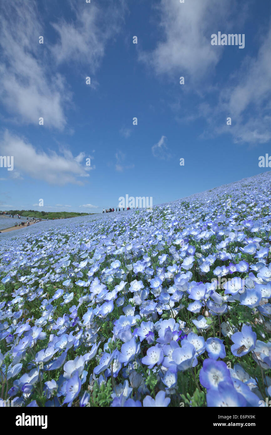 Ibaraki Prefecture, Japan Stock Photo Alamy