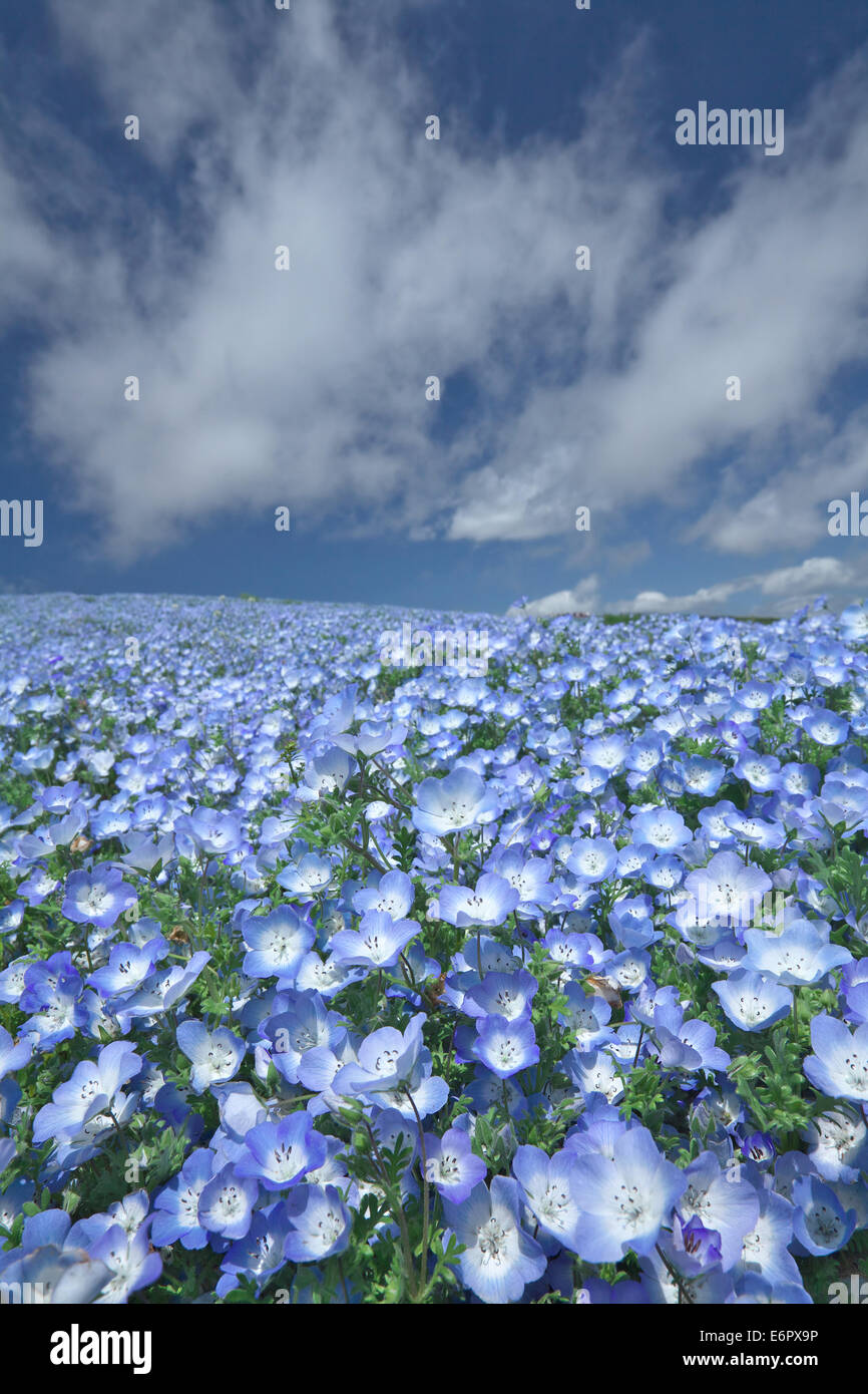 Ibaraki Prefecture, Japan Stock Photo Alamy