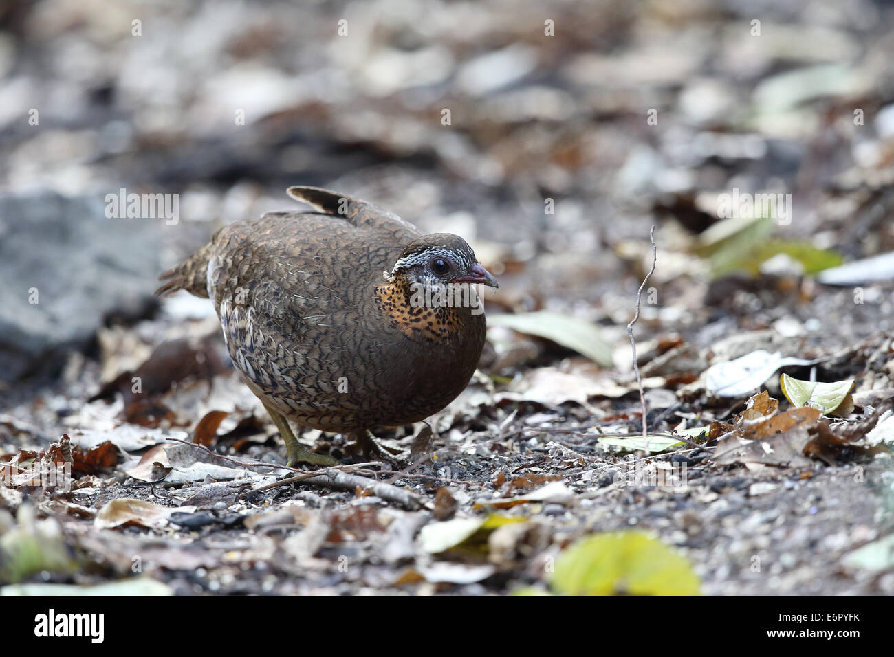 Quail Stock Photo