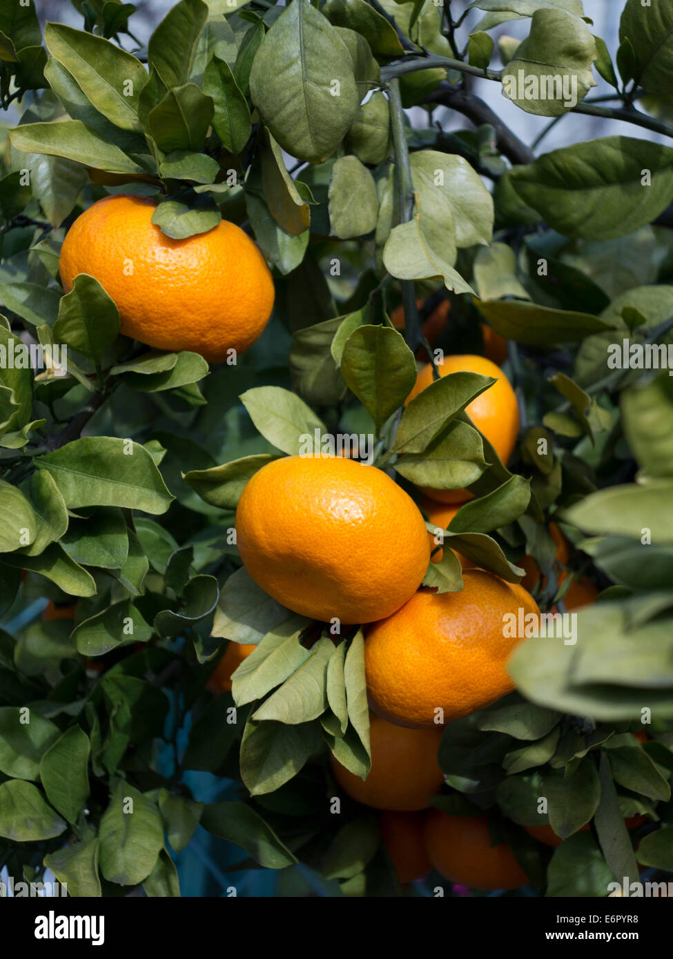 Tangerine tree citrus unshiu hires stock photography and images Alamy