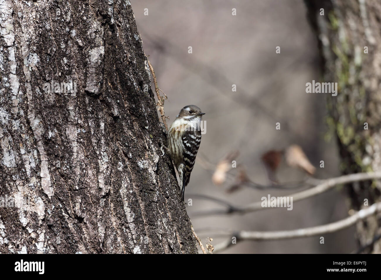Japanese Pygmy Woodpecker Stock Photo